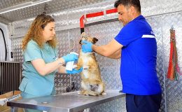 Muğla Büyükşehir Belediyesi'nin sahipsiz hayvanlara iç, dış parazit ve kuduz aşıları yapılması için hizmete aldığı Acil müdahale aracı ilçelerde hizmete başladı